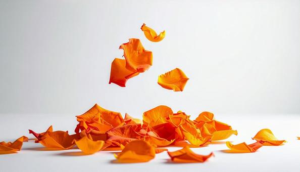 白背景に舞うオレンジ薔薇の写真