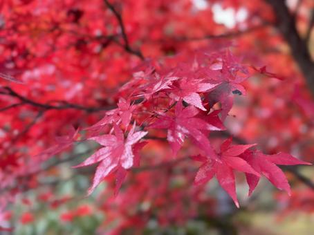 Bright red maple leaves 1, JPG Bright red maple leaves 1, JPG
