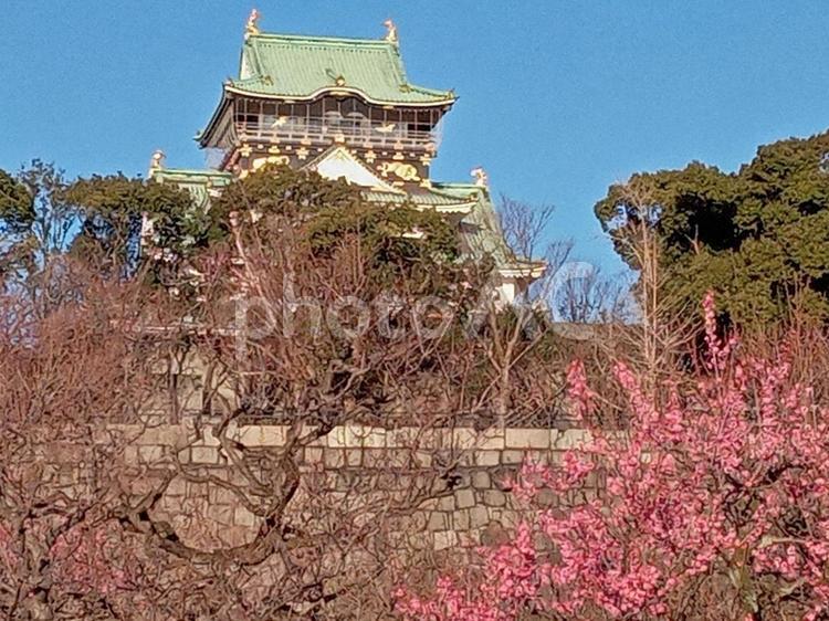 大阪城公園の梅林 大阪城,梅林,紅梅の写真素材