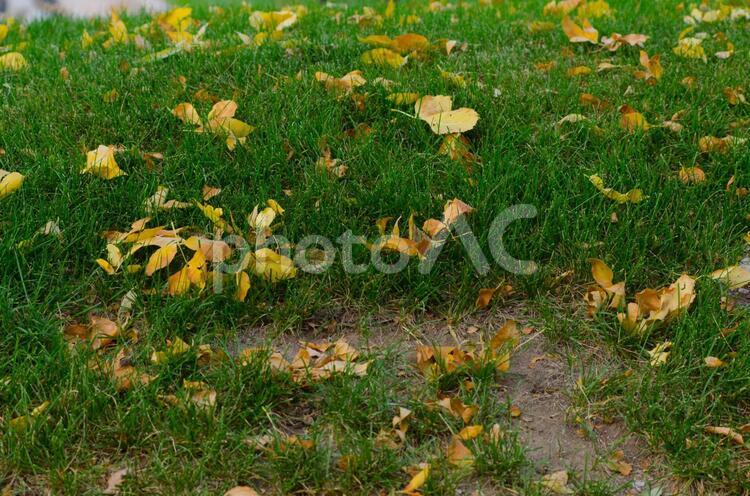 芝生の上の落ち葉 落ち葉,枯葉,秋の写真素材