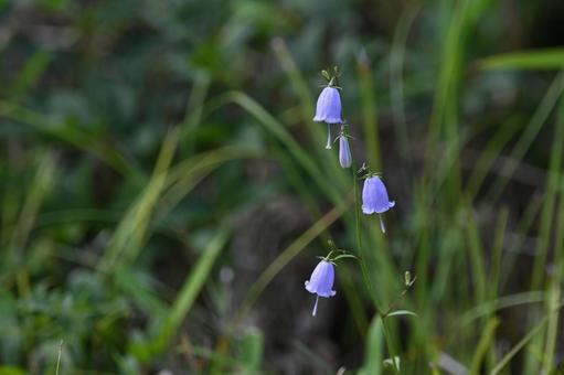 可愛いツリガネニンジンの花 可愛いツリガネニンジンの花の写真