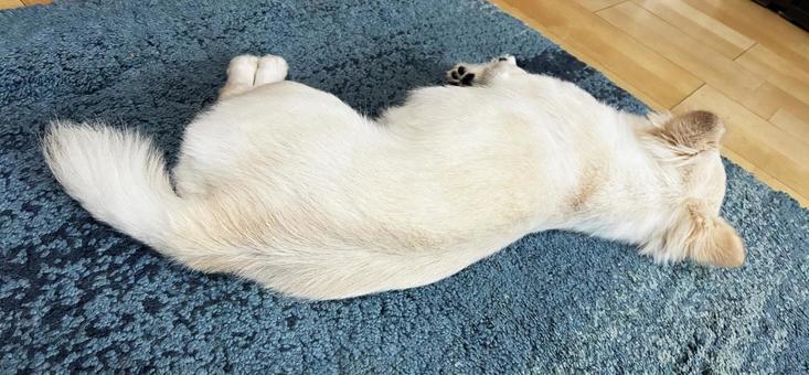 お昼寝するチワワの後ろ姿 チワワ,寝姿,後ろ姿の写真素材