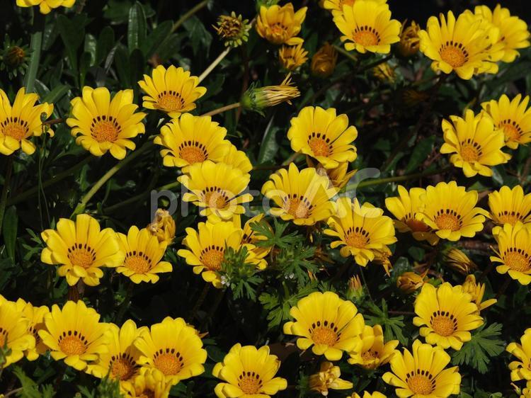 密着して咲く黄色いガザニア ガザニア,花,黄色の写真素材