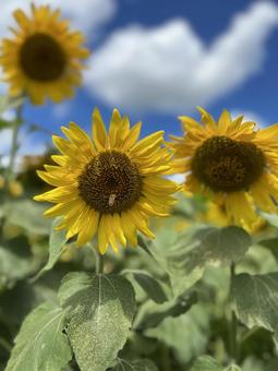 Photo, sunflower, flour, sky, 