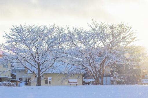 煌めく雪の木 冬,早朝,雪の写真素材