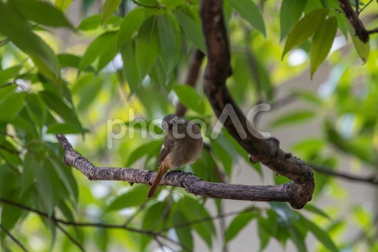 枝に止まるジョウビタキの雌 ジョウビタキ,雌,鳥の写真素材