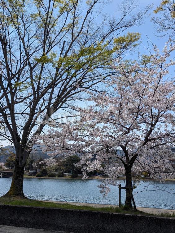 桜の風景 さくら,春,花の写真素材