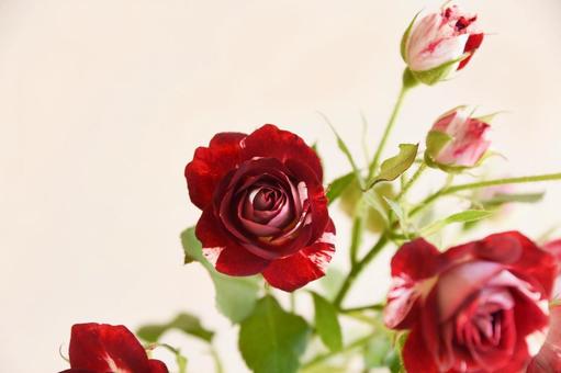 スプレーばら スプレーばら ばら,スプレーばら,薔薇の写真素材