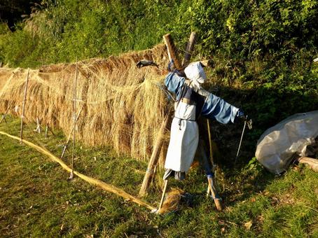 10月、稲刈り後の天日干しを守るカカシ カカシ,稲,稲刈りの写真素材