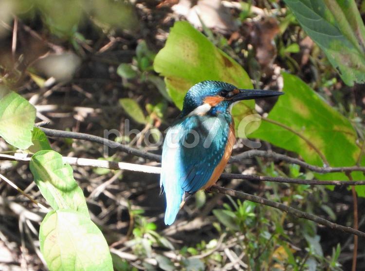 秋の日差しを浴びるカワセミ カワセミ,鳥,鳥類の写真素材