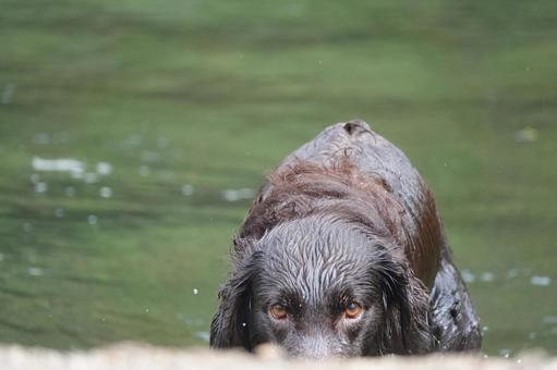 I'm watching you I'm watching you 犬,大型犬,レトリーバーの写真素材