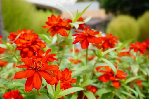 赤い百日草の写真