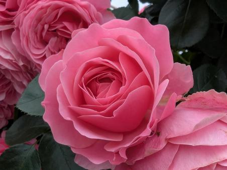 濃いピンクのバラの花 濃いピンクのバラの花 の写真