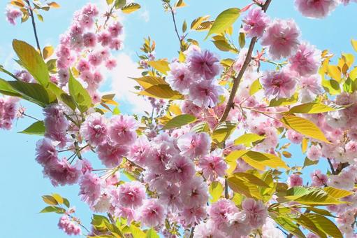 八重桜と空 八重桜と空の写真