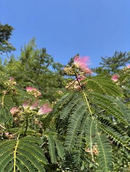 ねむの木に咲く花 ねむの木に咲く花の写真