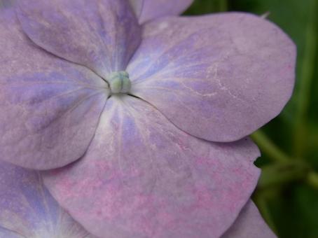 ピンク色のアジサイ、花びらのアップ ピンク色のアジサイ、花びらのアップの写真