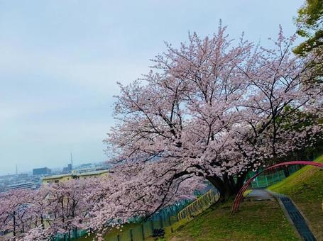 広場で満開の大きな桜と住宅街:春の日常 広場で満開の大きな桜と住宅街:春の日常の写真