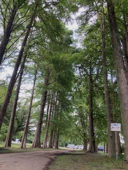 緑に包まれる並木道 緑に包まれる並木道 並木道,自然,風景の写真素材