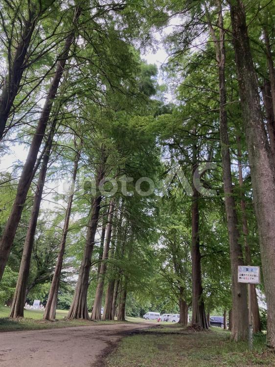 緑に包まれる並木道 並木道,自然,風景の写真素材