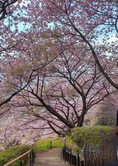 さくらのトンネル、まつだ桜まつり さくらのトンネル、まつだ桜まつりの写真