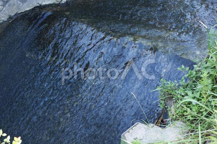 川と草木 川,草木,緑の写真素材