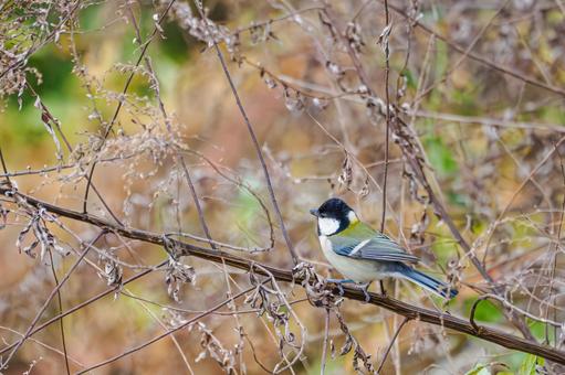 シジュウカラ(149) 野鳥,鳥,シジュウカラの写真素材