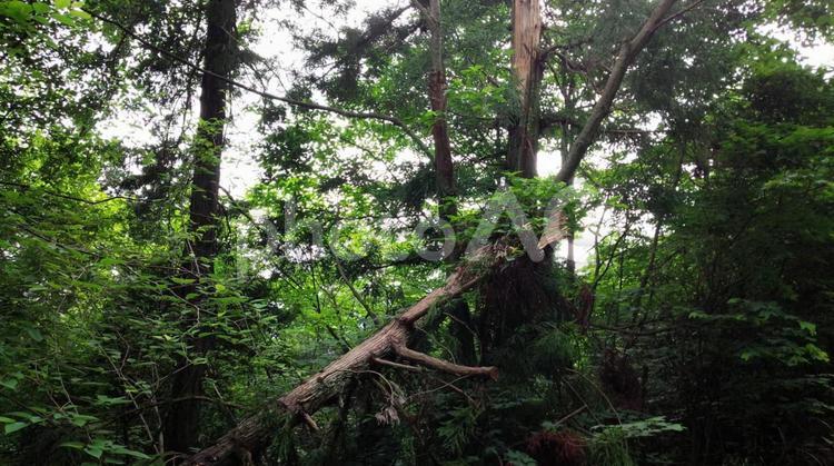 雷が落ちた木 木,山,自然の写真素材