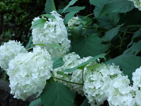 あじさい　白の写真