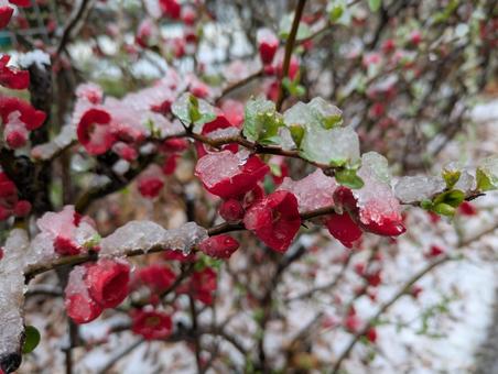 雪の日 冬,雪,屋外の写真素材