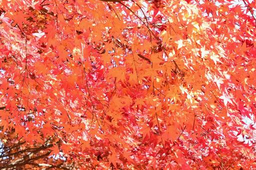 綺麗なもみじの紅葉 そのまんま公園,小高い丘,紅葉の写真素材