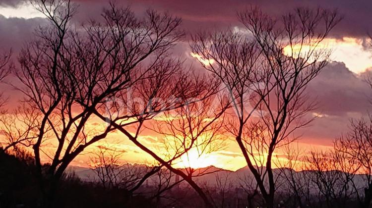 燃えるような夕焼け 美しい,風景,木立の写真素材