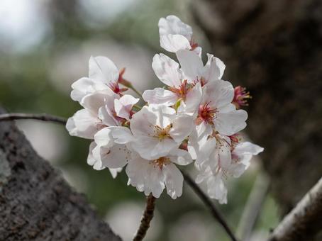 桜 桜の写真