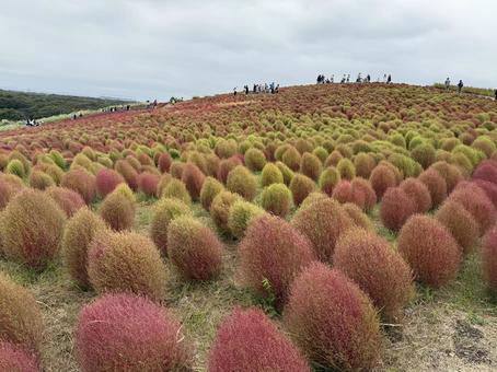 グラデーション中のコキア コキア,グラデーション,途中の写真素材