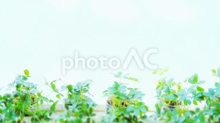 プランターの植物、グリーンの背景素材 プランター,植物,緑の写真素材