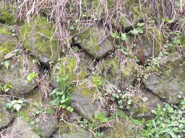 石壁と植物 石壁,壁,石の写真素材