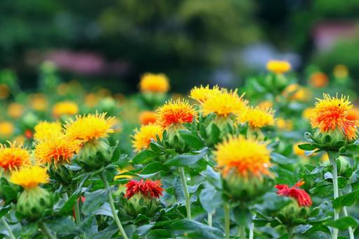 Photo, safflower hata, safflower, red, 