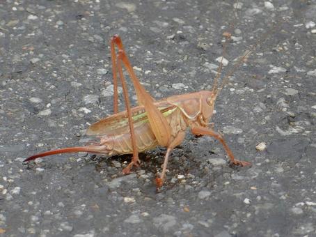【昆虫写真】キリギリス♀ 【昆虫写真】キリギリス♀の写真