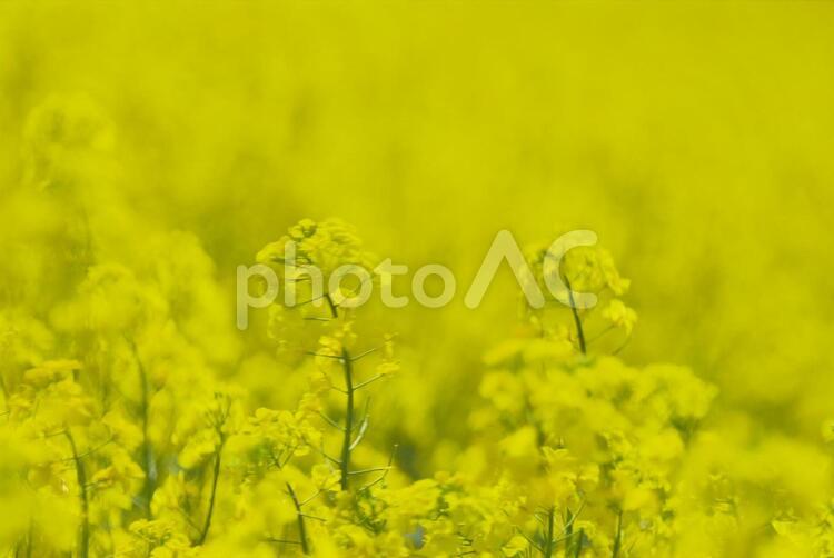 絶景のお花畑 菜の花,菜の花畑,花の写真素材