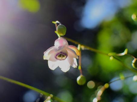 Summer wildflowers - Rengeshouma, JPG