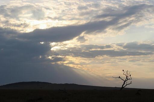 サバンナの朝の風景 アフリカ,マサイマラ,ケニアの写真素材