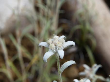 エーデルワイス エーデルワイス,高山植物,キク科の写真素材