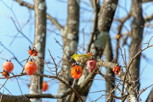 熟した柿をついばむメジロ メジロ,鳥,野鳥の写真素材