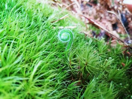 苔とシダ01 苔とシダ01の写真