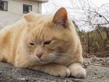 にゃんこ にゃんこの写真