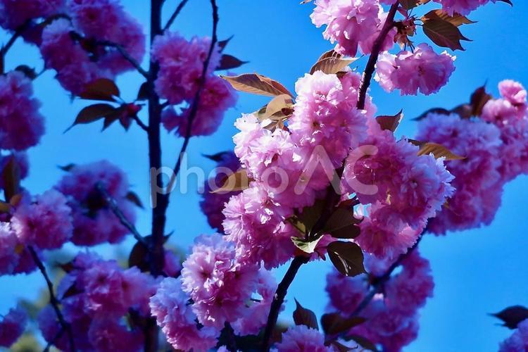 咲き誇るピンクの桜 木,ピンク,春の写真素材