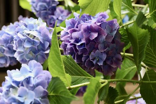 Photo, hydrangea, june, rainy season, 