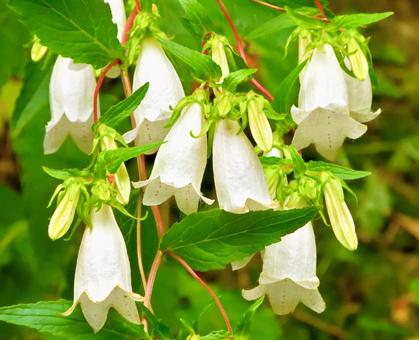 Bellflower, JPG