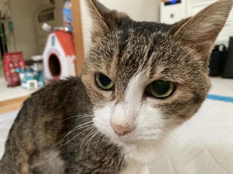 愛猫Ｂ ねこ,ペット,動物の写真素材