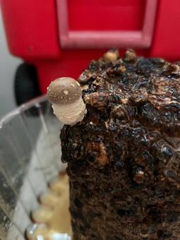 mushroom, JPG