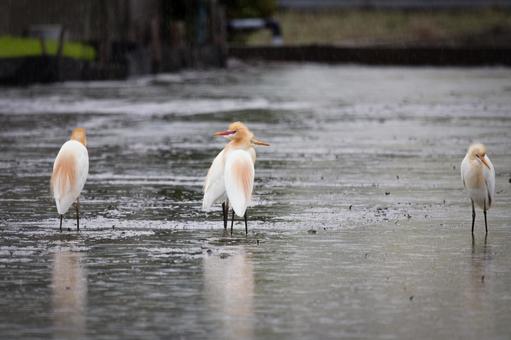Photo, amazaki, heron, rain, 